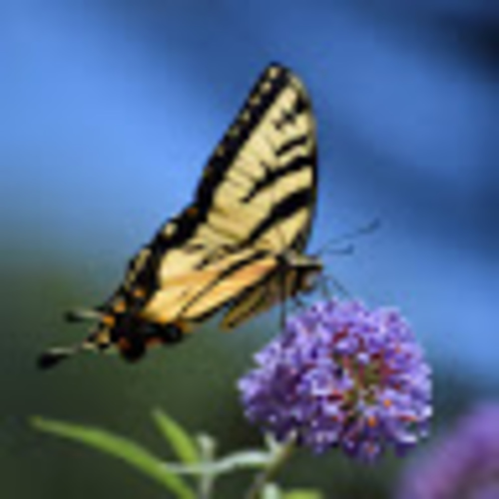 Meet your Posher, Rose